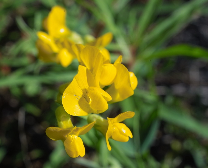 Изображение особи Lathyrus pratensis.