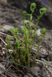 Athyrium filix-femina. Разворачивающиеся вайи. Ленинградская обл., Всеволожский р-н, окр. пос. Куйвози, смешанный лес, берег речки. 07.05.2016.
