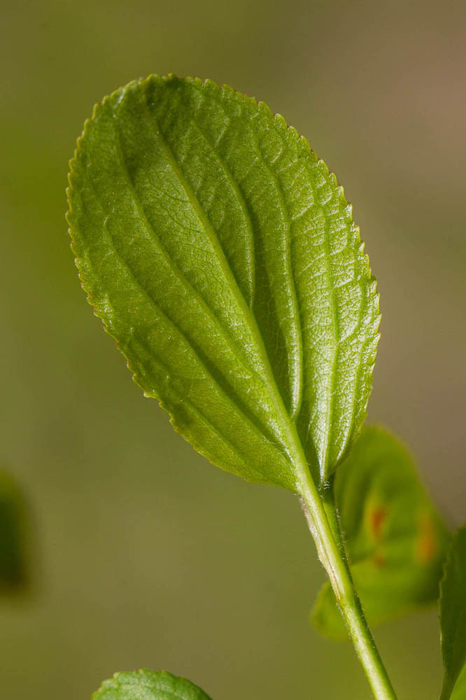 Image of Rhamnus cathartica specimen.