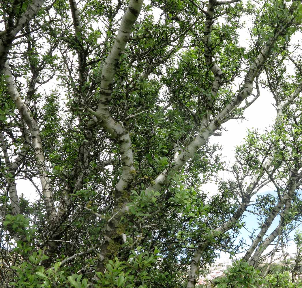 Изображение особи Rhamnus lycioides.