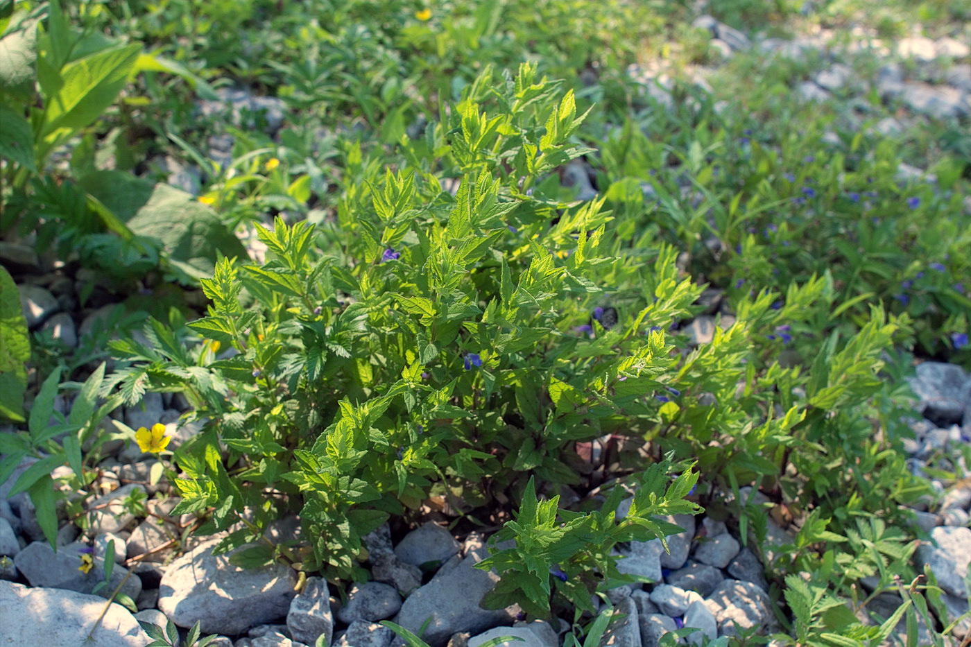 Image of Scutellaria galericulata specimen.