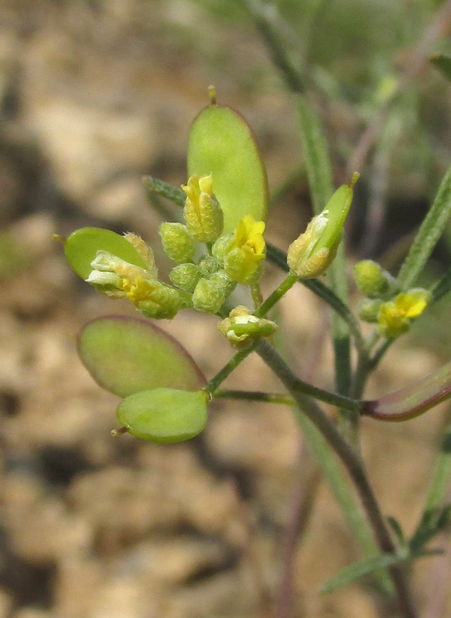 Изображение особи Meniocus linifolius.