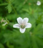 Geranium asiaticum