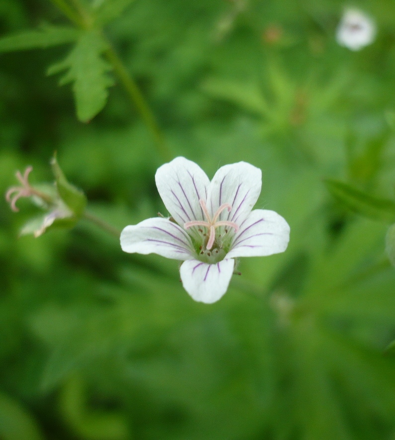 Изображение особи Geranium asiaticum.