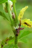 Potentilla reptans