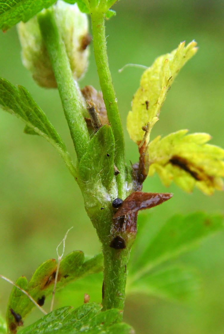 Изображение особи Potentilla reptans.
