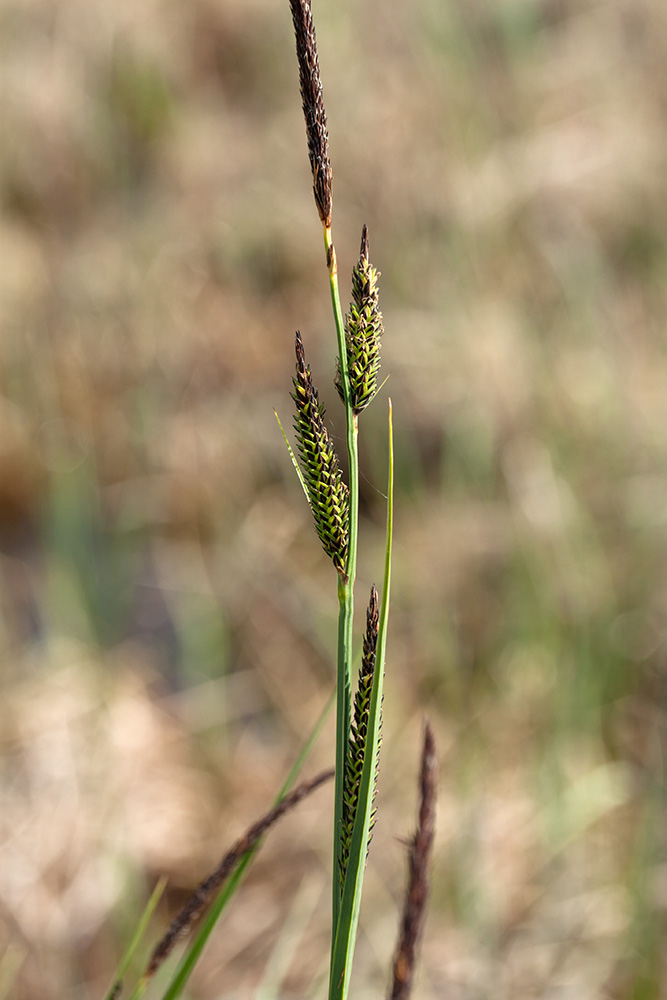 Изображение особи Carex elata.