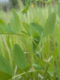 Lathyrus pisiformis. Часть побега. Ленинградская обл., Волосовский р-н, ок. 500 м к сев. от дер. Горки 1-е, луг (по залежи?). 18.06.2016.