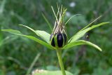 Paris quadrifolia