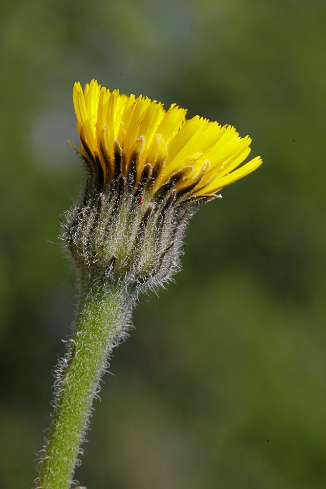 Image of Trommsdorffia maculata specimen.