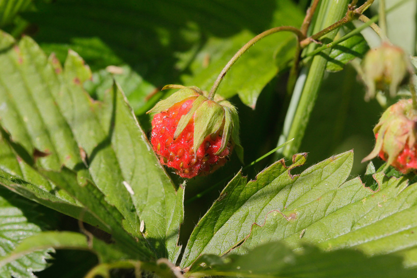 Image of Fragaria campestris specimen.