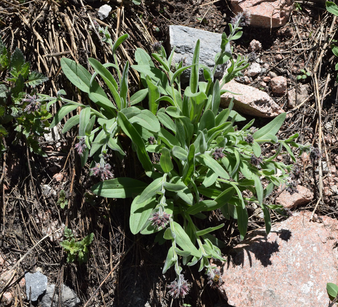 Изображение особи Solenanthus karateginus.