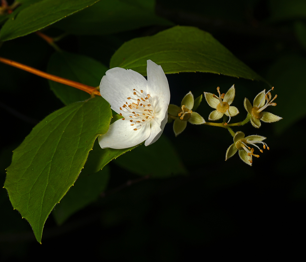 Image of Philadelphus pubescens specimen.