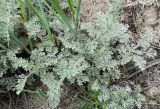 Artemisia nitrosa