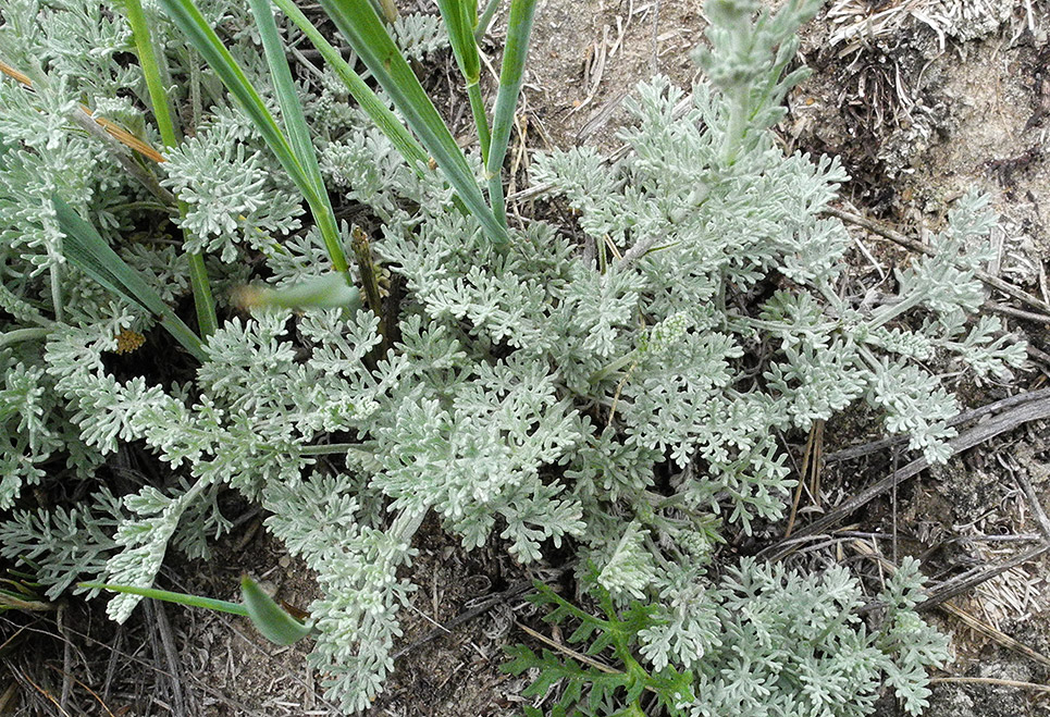 Изображение особи Artemisia nitrosa.