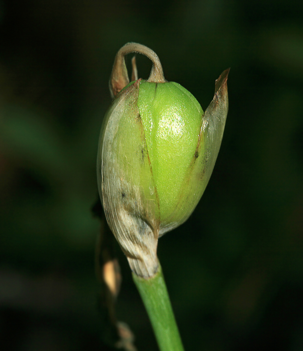 Image of Iris uniflora specimen.
