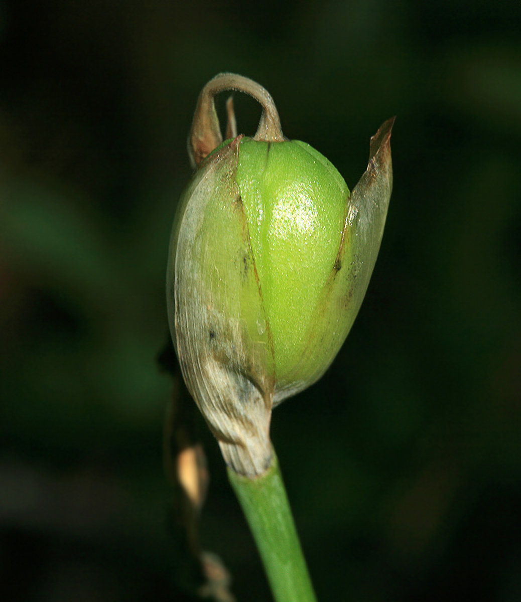 Изображение особи Iris uniflora.