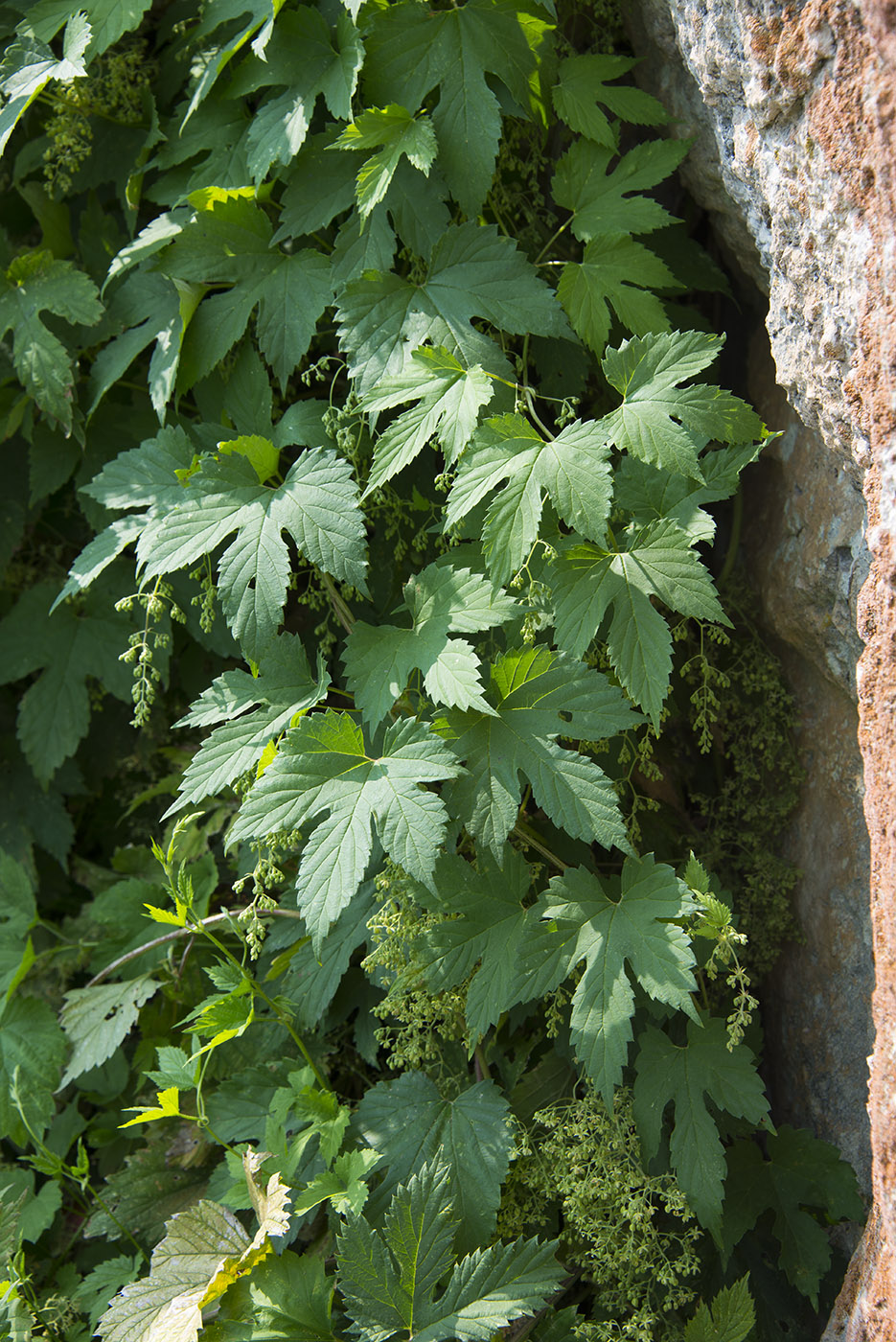 Image of Humulus lupulus specimen.