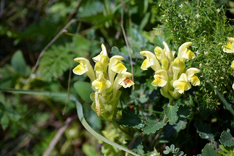 Image of Scutellaria andina specimen.