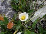 Dryas oxyodonta. Цветущее растение. Республика Хакасия, Ширинский р-н, примерно в 23 км на запад от с. Беренжак, луг. 3 августа 2016 г.