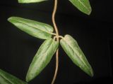 Lonicera japonica