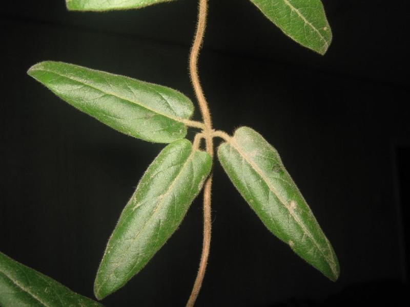 Image of Lonicera japonica specimen.