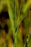 Dianthus versicolor. Часть стебля с листьями. Татарстан, Новошешминский р-н, остепненный луг на увале в окр. села Татарское Утяшкино. 4 июля 2016 г.