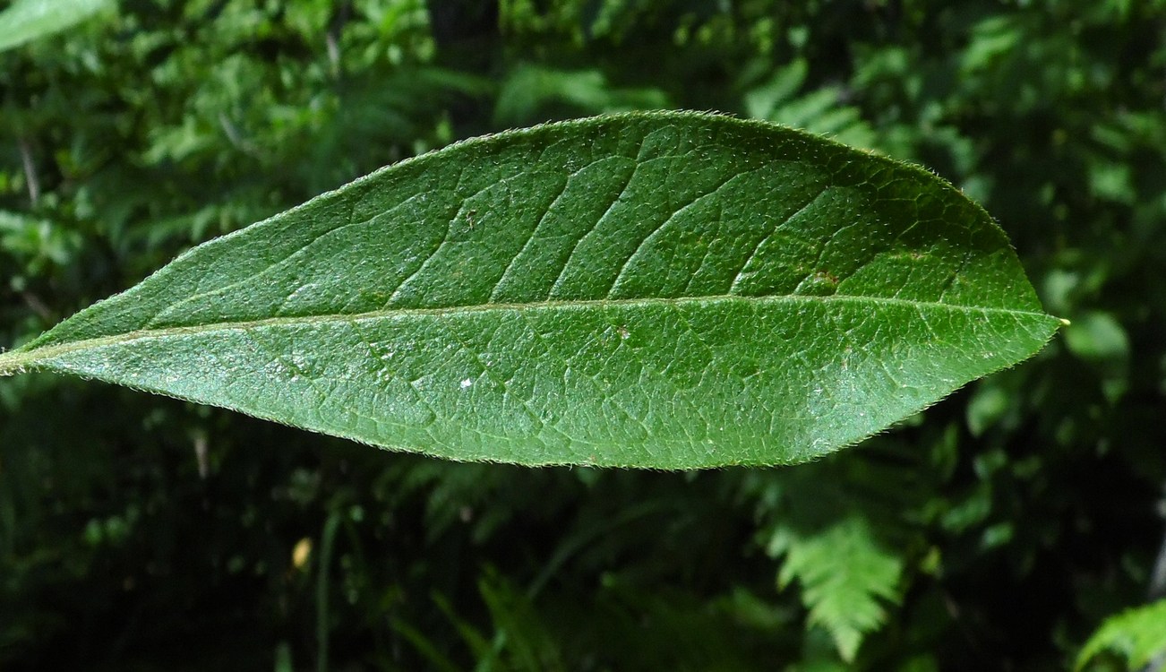 Изображение особи Rhododendron luteum.