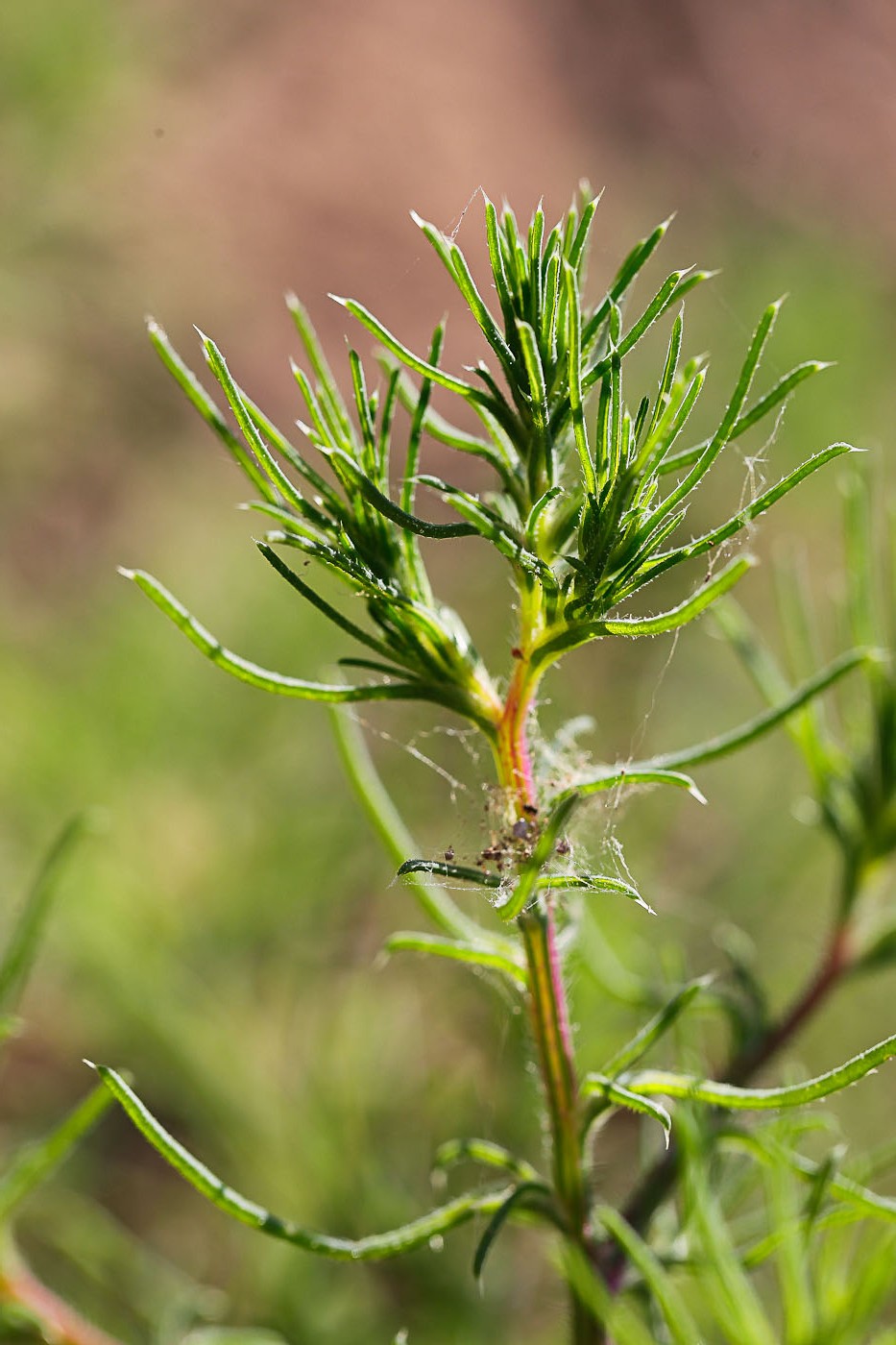 Изображение особи Salsola collina.