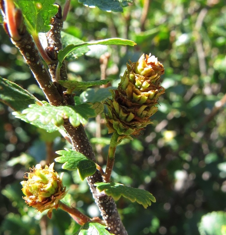 Изображение особи Betula rotundifolia.