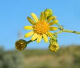 Senecio jacobaea