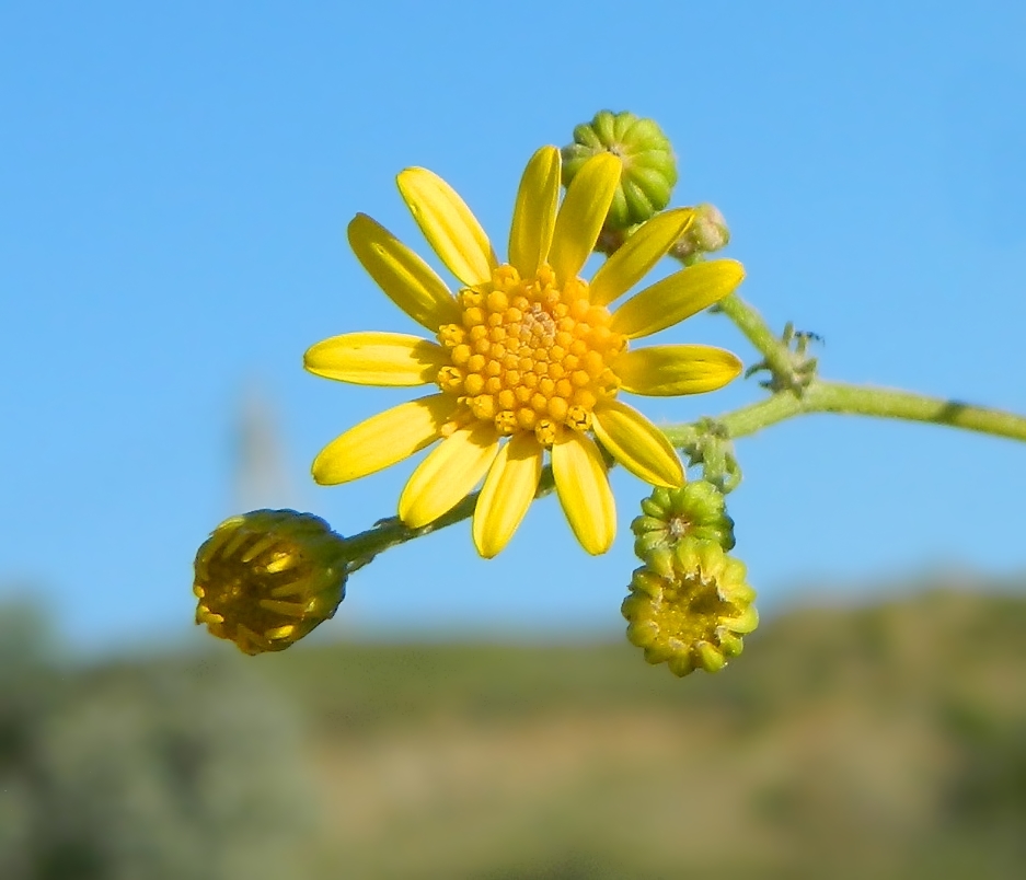 Изображение особи Senecio jacobaea.