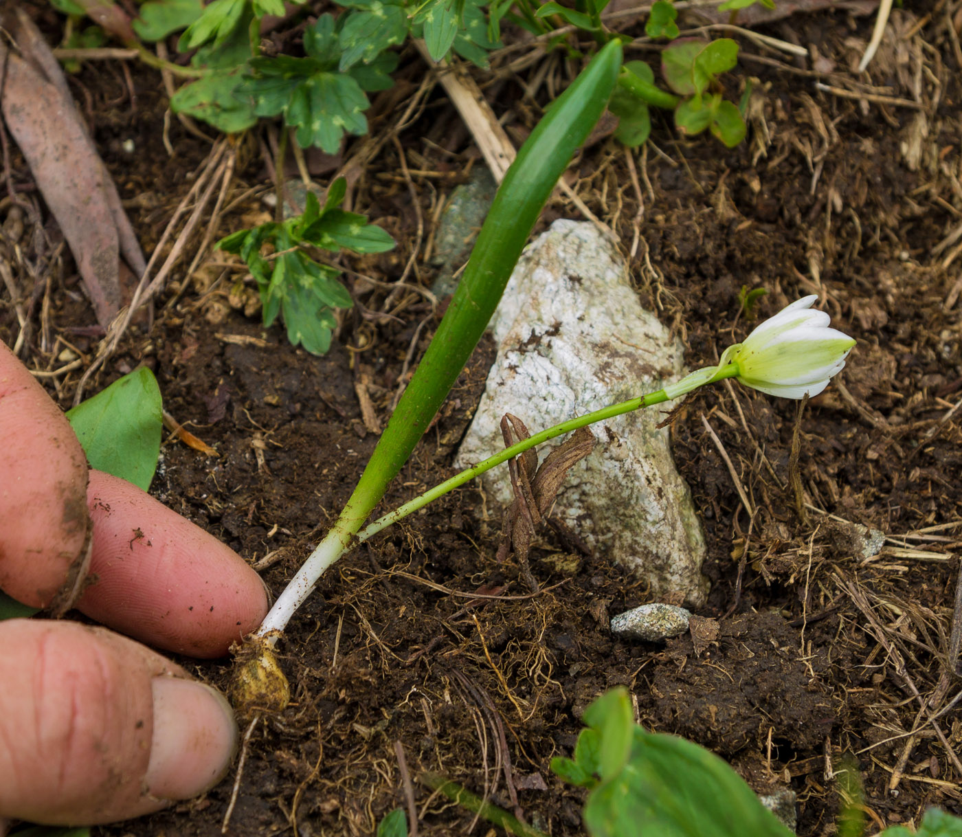 Image of Ornithogalum balansae specimen.