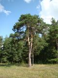 Pinus sylvestris. Взрослые растения. Пензенская обл., Каменский р-н, с. Большие Верхи, насаждения вдоль оврага. 10 августа 2016 г.