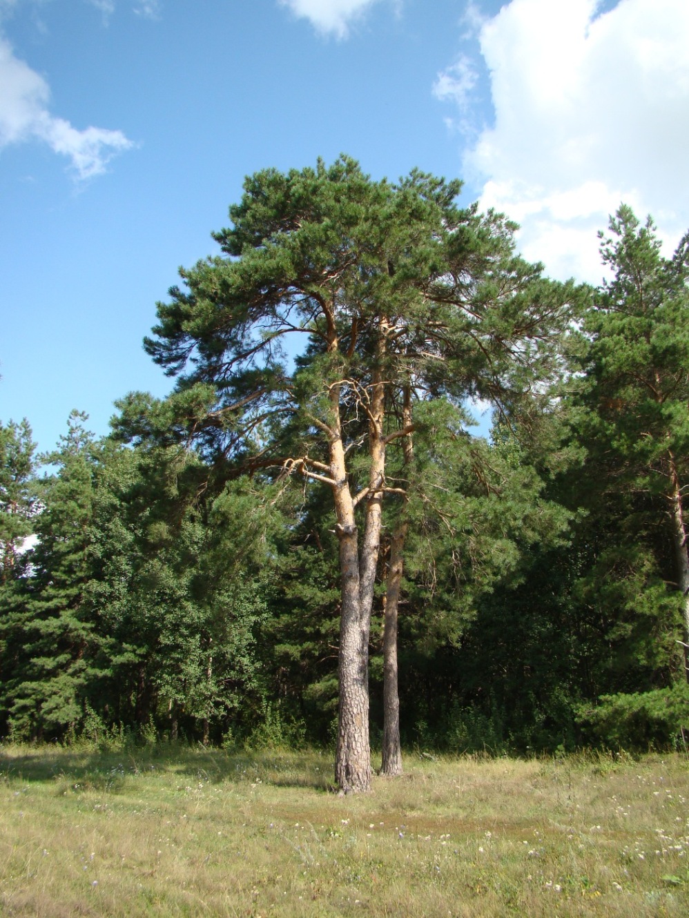 Изображение особи Pinus sylvestris.