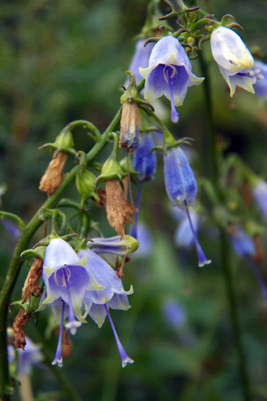 Изображение особи Adenophora verticillata.