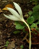 Crocus vallicola