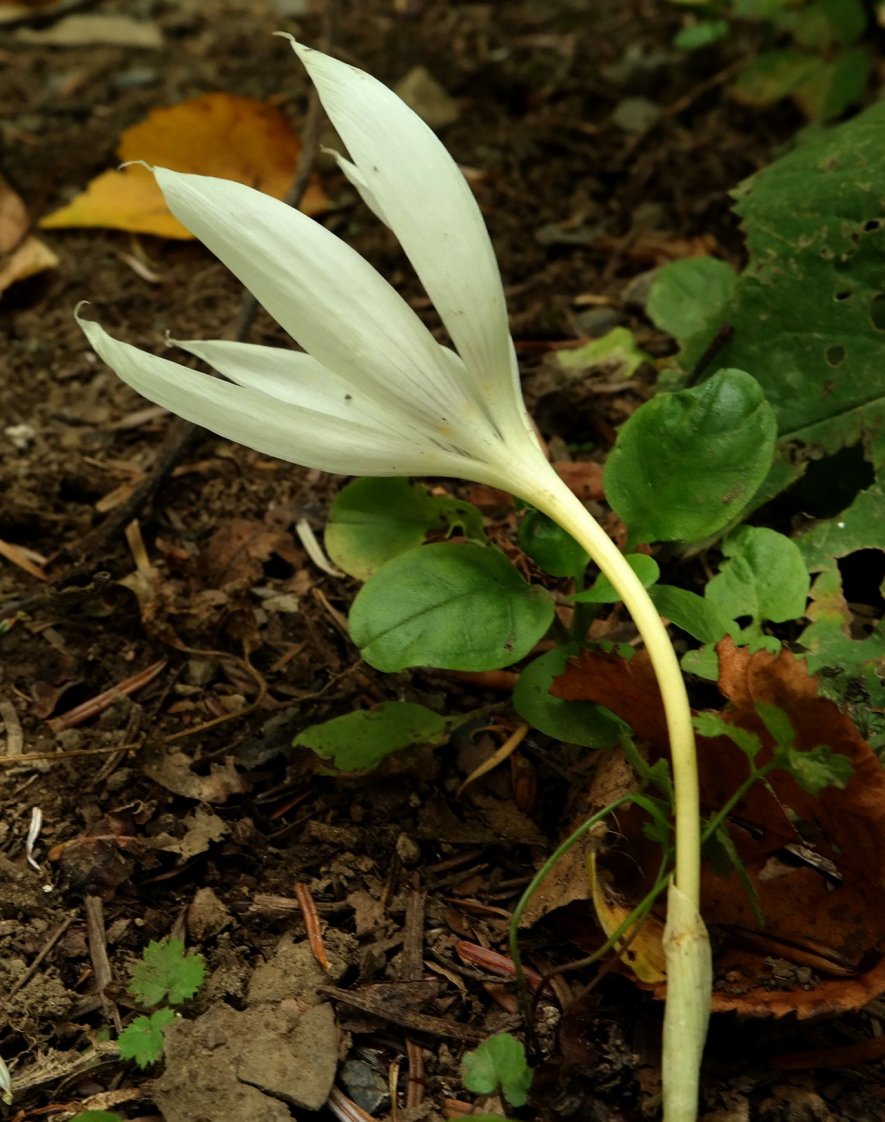 Image of Crocus vallicola specimen.