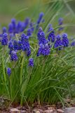 Muscari armeniacum