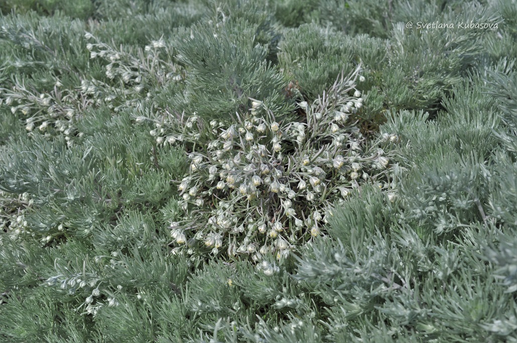 Image of Artemisia schmidtiana specimen.