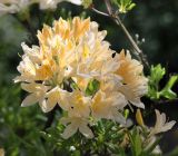 Rhododendron japonicum разновидность aureum. Верхушка побега с соцветием. Санкт-Петербург, Ботанический сад БИН РАН. 10.06.2015.