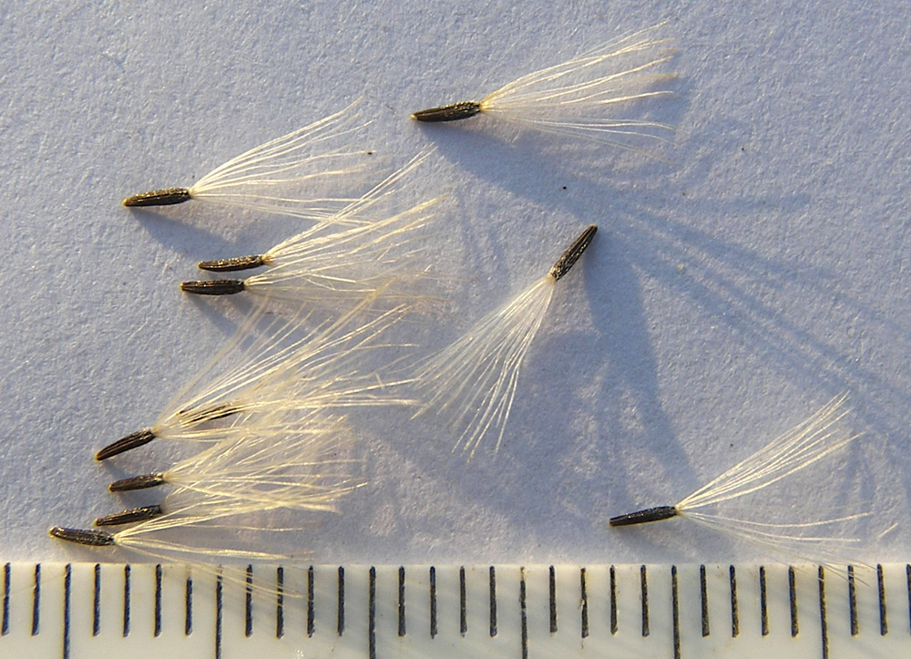 Image of Inula conyza specimen.