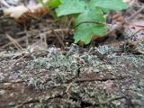 Cladonia botrytes