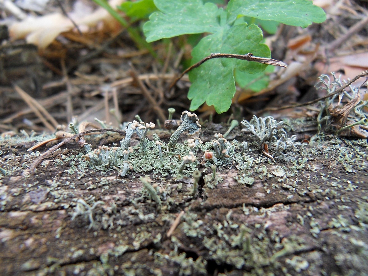 Image of Cladonia botrytes specimen.