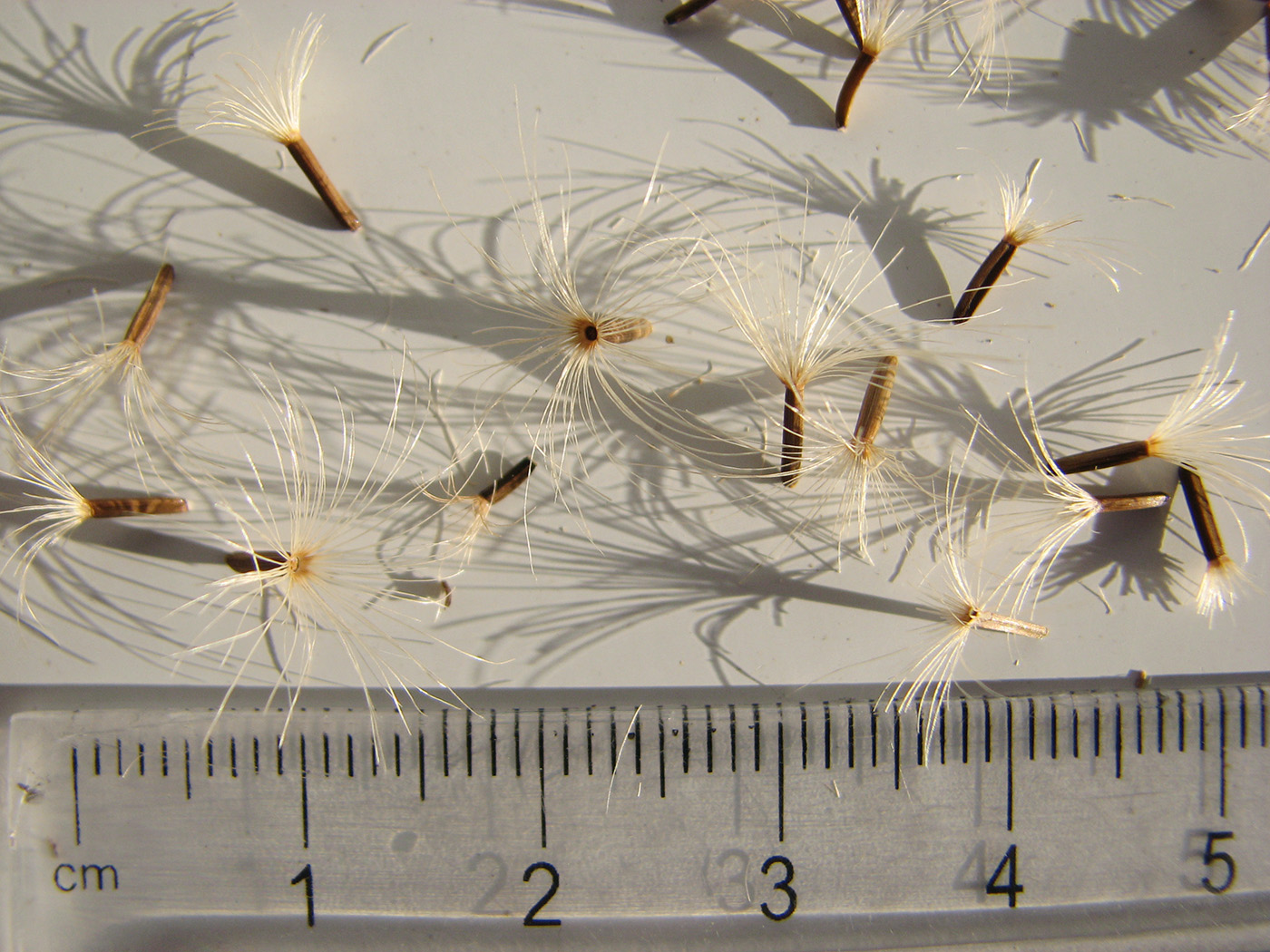 Image of Inula helenium specimen.