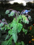 Borago officinalis