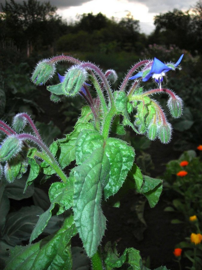 Изображение особи Borago officinalis.