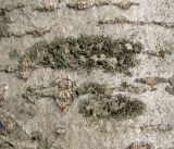 Image of taxon representative. Author is Геннадий Окатов