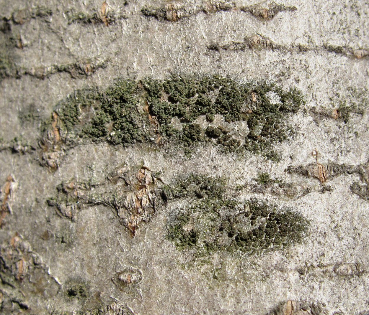 Image of ordo Lecanorales specimen.