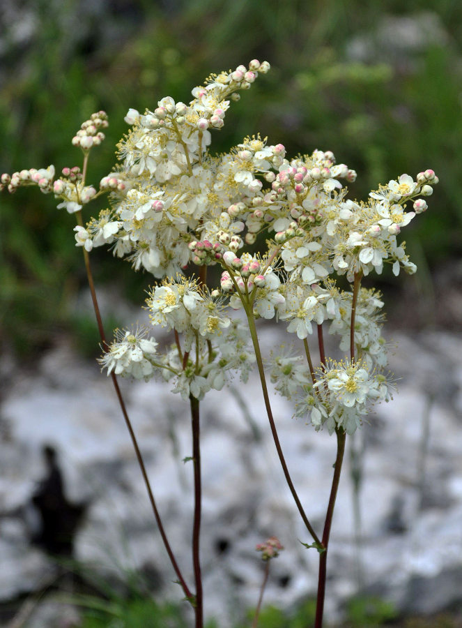 Image of Filipendula vulgaris specimen.